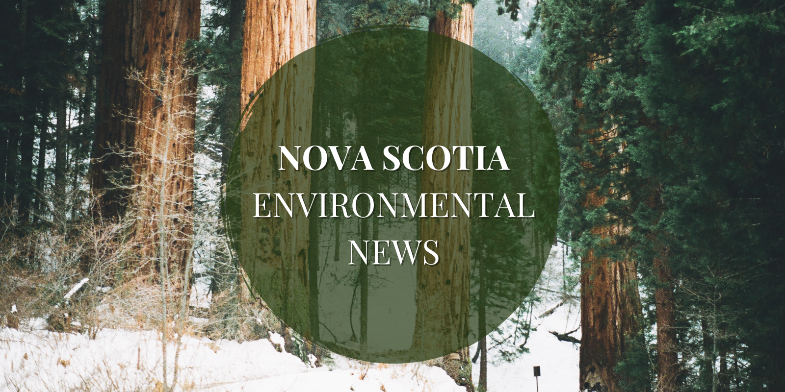 Newsletter%20(11).png