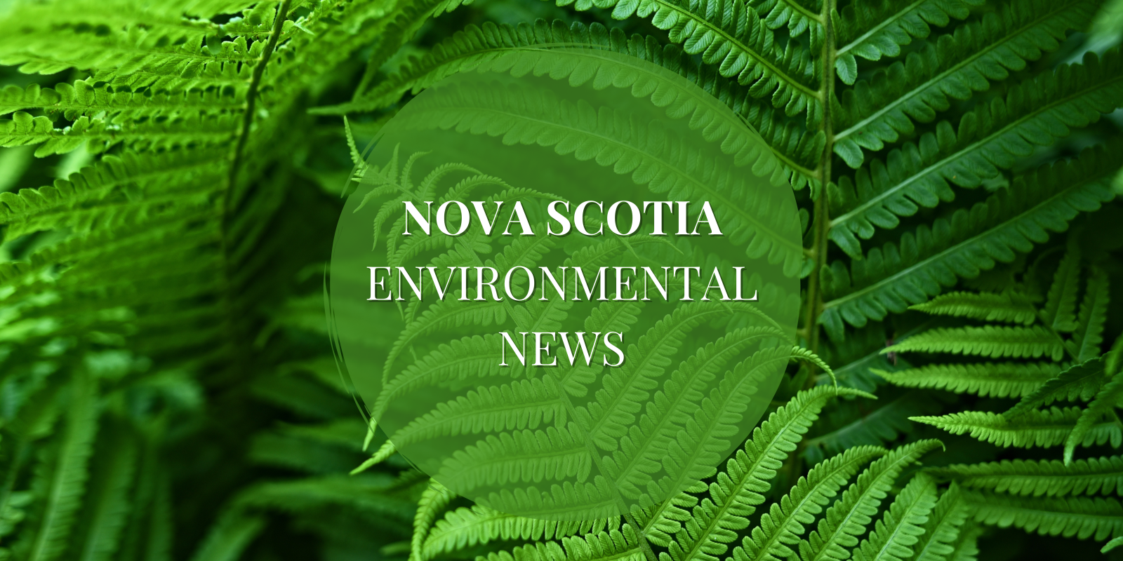 Newsletter%20(6).png