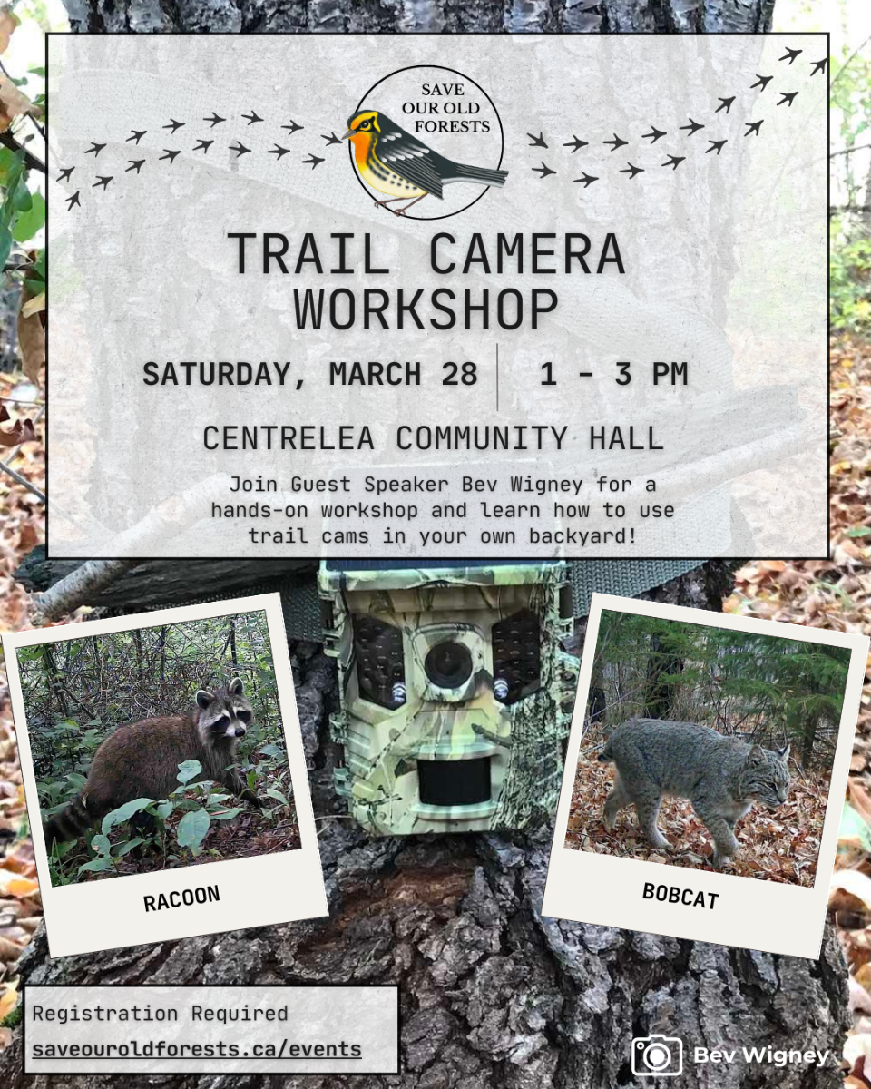 TrailCam%20Workshop.png
