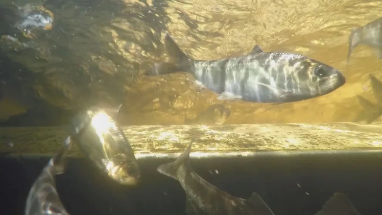 gaspereau-swimming-upstream-in-footage-captured-by-innovasea.jpg